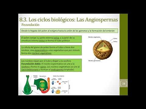 Ciclos biológicos de las plantas (1º bach)