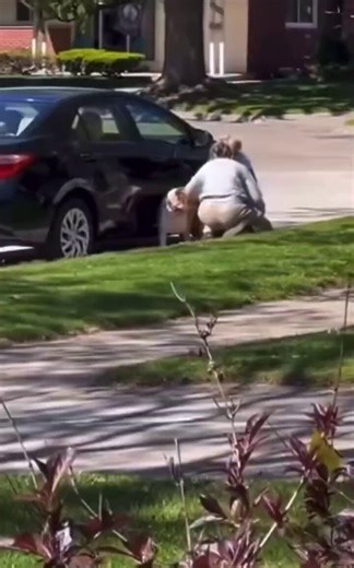 Pet sitter caught abusing a dog in Michigan may face chargesShe was hired through Rover, but is not being named due to an ongoing investigation