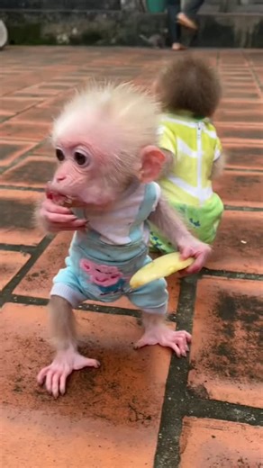 licenced Monkey Breeder on Instagram: "Baby monkeys standing eating fruit together."