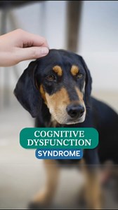 Dr. Sanil breaks down Cognitive Dysfunction Syndrome (CDS), a neurobehavioral disorder in older pets that’s similar to Alzheimer’s in humans. As our pets age, signs like confusion, behavior changes, and nighttime restlessness might indicate CDS—not just aging. Recognizing these subtle signs and exploring treatment options can help improve their quality of life. 🐾 Watch the full video on YouTube to learn more about CDS and how to support your pet’s well-being! #cognitivedysfunction #veterinaryne
