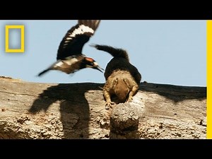 Acorn Thieves | America's National Parks
