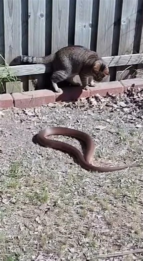 Brave Cat Faces a Cobra! 😱 Epic Cat vs Snake Standoff