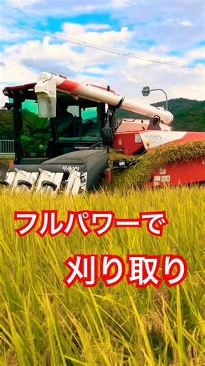 Kubota DR6130 130馬力コンバインで刈り取りSTAR🏃‍♂️#kubota #harvester #harvestermachine #harvesters #combine