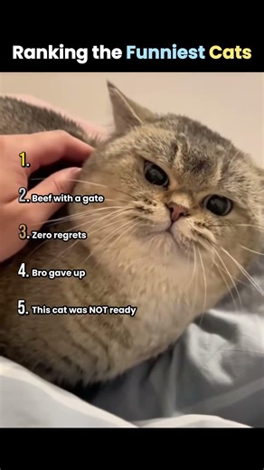 Ranking the Funniest Cats