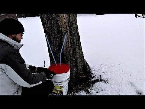 How to Tap a Maple Tree and Collect Sap
