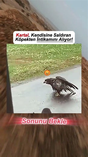 The eagle takes revenge on the dog that attacked it.