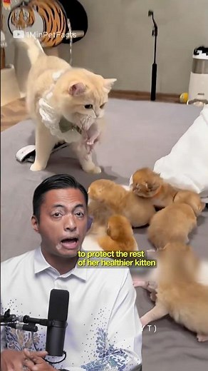 Why Would a Mother Cat Eat Her Own Kittens?