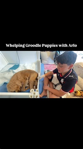 Northern Beaches Groodles | Groodle Breeder NSW on Instagram: "Over the years, our whole family…kids included, has played a real role in our Groole program. Whether it’s transporting puppies to their new homes, running dogs to reproductive appointments, dog-minding, training, grooming… or simply sitting on the floor and playing with them. Our kids haven’t just grown up around the dogs, they’ve been taught to understand the science behind what we do. Canine reproduction isn’t some mystery in our