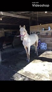 36K views · 2.2K reactions | Shamir Johnson What a Rider of gaited horses My 2 Rowdy fillies just getting started George Foreman | George Foreman | Facebook