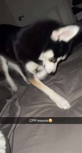 Teaching Fendi CPR Techniques with Greg: A Funny Dog Training Lesson