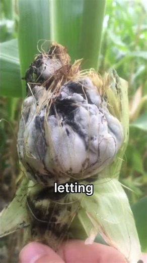 This Infected Corn Sells For More Than Healthy Corn 🌽