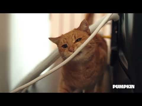 Wired for Trouble | Pumpkin Pet Insurance