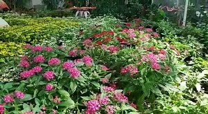 4.2K views · 24 reactions | Be connected with real beautiful butterflies? 曆 Visit “World’s Largest Covered Butterfly Garden” opens daily from 9am - 6pm. | Dubai Butterfly Garden | Facebook