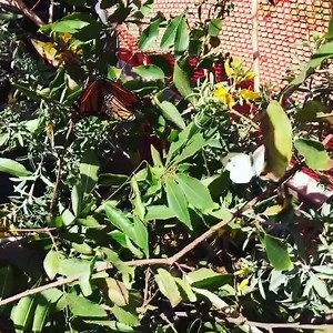 4.1K views · 291 reactions | Despite how it looks, butterfly wings are actually clear. The colors and patterns we see when we see a butterfly are made by the reflection of the tiny scales covering them 曆 | Butterfly Farms | Facebook