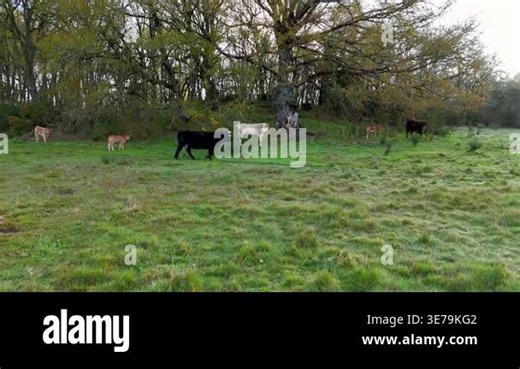 Different colored cows and their calves freely grazing together in a lush green countryside field Stock Video Footage - Alamy