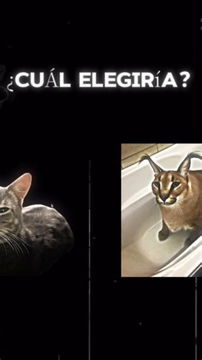 anubis o floppa #cat #kitten #gatos #gatitos