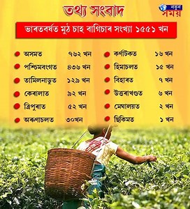 132K views · 550 reactions | Assam is The Tea Capital Of India! | Knowledge Point Tutorials | Facebook