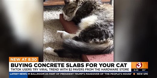 Why are TikTok users buying concrete slabs for their cats