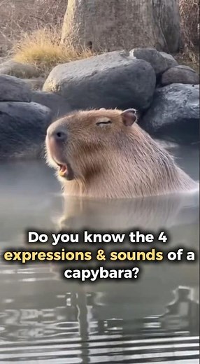 Do you know the 4 expressions & sounds of a capybara? 🦦 #capybara #animals #shorts #cute