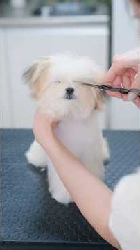 Overgrown Puppy’s First Haircut!✂️ The Most Adorable Puppy🥹💗