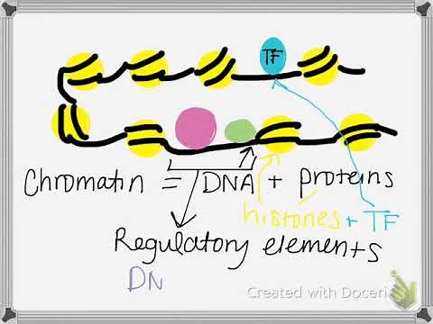 DNase-seq