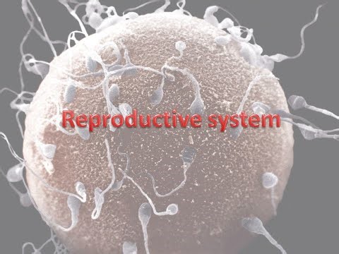 Medical Terminology Signs and Symptoms of the Male Reproductive System