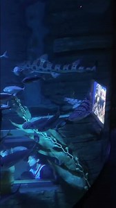 Watch Out For These Scary Looking Leopard Sharks | Absolutely Stunning Fish Tank | Awesome Aquarium