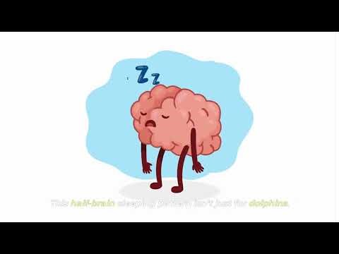 How Do Dolphins Sleep Underwater? | The Secret of Half a Brain