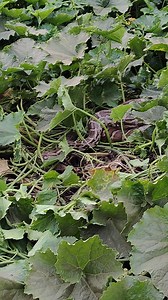 Big Snake in My Village @Lingamdinne | Star telugu