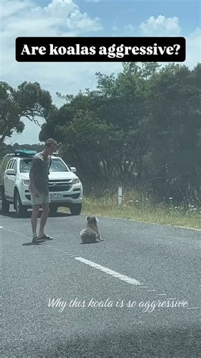 Are koalas aggressive? | My Discovery Lens