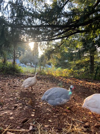The guinea fowl Are the silliest creatures ever | Beavercreek Funny Farm
