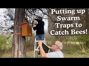 INSTALLING SWARM HIVE BOXES TO CATCH BEES | BEEKEEPING