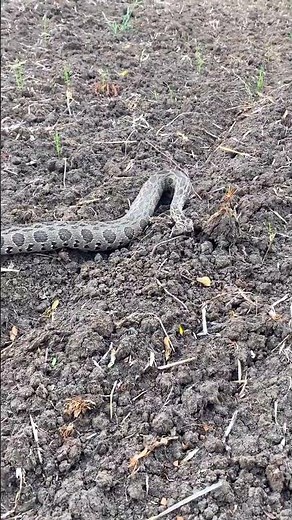 🐍 Catching a Dangerous Snake by Hand | Amazing Snake Rescue & Survival Skills
