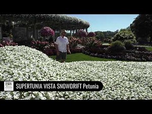 Dig Deep: SUPERTUNIA VISTA SNOWDRIFT Petunia