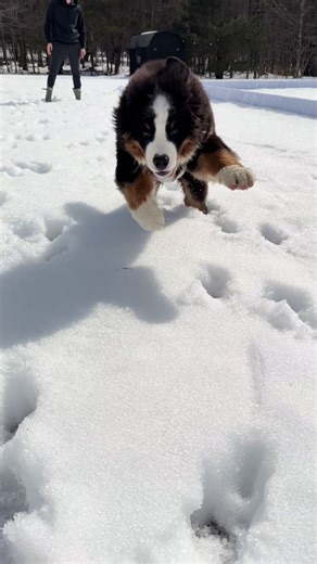 Cute Dog Running in Slow Motion