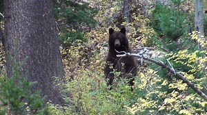 27K views · 982 reactions | In honor of World Wildlife Day today, we're sharing some of our favorite Utah wildlife footage. | Utah Division of Wildlife Resources | Facebook