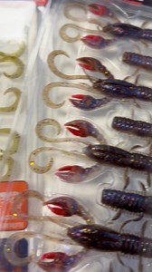 🦞 The Pulse Realistic Craw, with its UV highlights, shrimp scent, and hollow floating body and claws is a must have spring bait for hungry perch! 💥 🔥 @simontorenbeek 🔗 https://fcld.ly/y95lj6m #BerkleyEurope #BerkleyBaits #YourFishOurScience #CatchMoreFish | Berkley Fishing