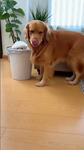 a golden retriever who doesn't like the noise made by the puppy #shorts #funny #aivideo #puppy #pets