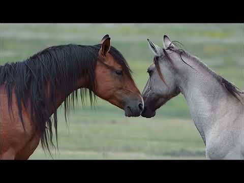 Mustang Horse