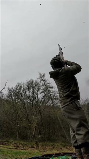 Pheasant shooting at its best. #shootinggame #krieghoff #hunting #pheasants