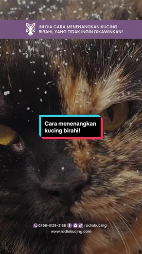Cara Menenangkan Kucing Birahi: Tips dan Trik Terbaik!