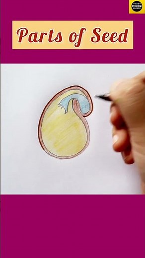 How to draw "Parts of seed " diagram in easy way for beginners || Dicot seed || ‪@TheDrawingAcumen‬