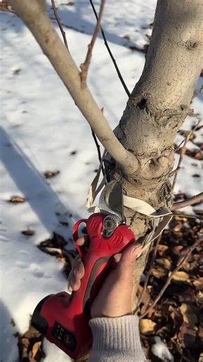 quick and clean cut pruning shears for more growth#stysifiying #tiktok #viral #shorts
