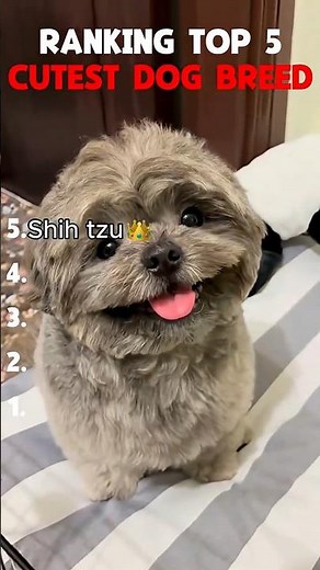 Top 5 Cutest Dog Breeds Ever 🐶❤️