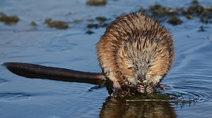 North Dakota Backyards and Beyond – Did you know that muskrats aren’t related to the rat family at all even though their long hairless tail makes them look like they belong? These semiaquatic rodents, which can be found in wetlands across the state, get their name from the really potent musk glands they use to mark their territories. Learn more about muskrats in this week's North Dakota Outdoors. | North Dakota Game and Fish Department