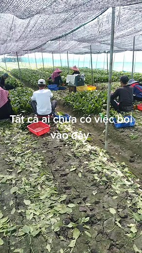 Lê Tuyên (@l.tuyn6418) 的影片使用了 Nhọc Nhằn Vì Tiền - Đoàn Lâm