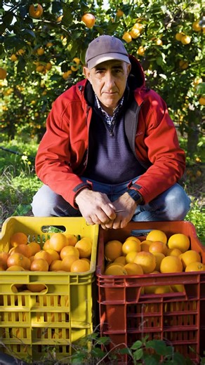 🎥 Uncle Duilio is here to explain the difference between Tarocco and Moro oranges! 🍊 Two Sicilian blood orange varieties, both delicious… but each with its own unique personality. 👉 Will you fall for the balanced sweetness of the Tarocco or the bold intensity of the Moro? 🧡 Follow the scent, choose your flavour. #bloodoranges #taroccorange #moroorange #sicilianoranges #fromfarmtotable | Mammarancia