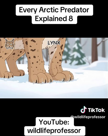 Master Predator: The Lynx's Unique Hunting Skills