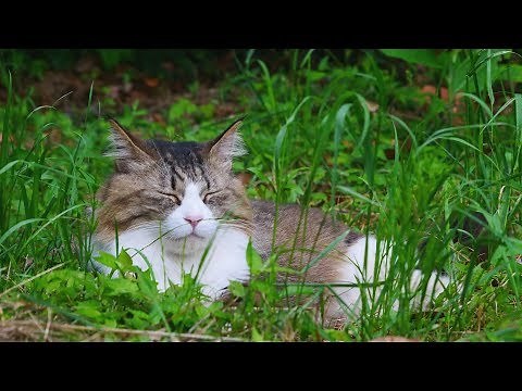 Oh no! Boss cat ran away!!