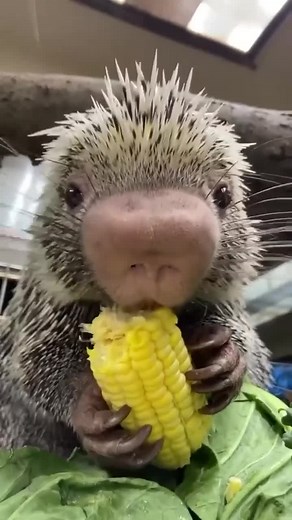 113K views · 7.7K reactions | Baby Porcupine enjoying eating corn  | Beauty of Nature | Facebook